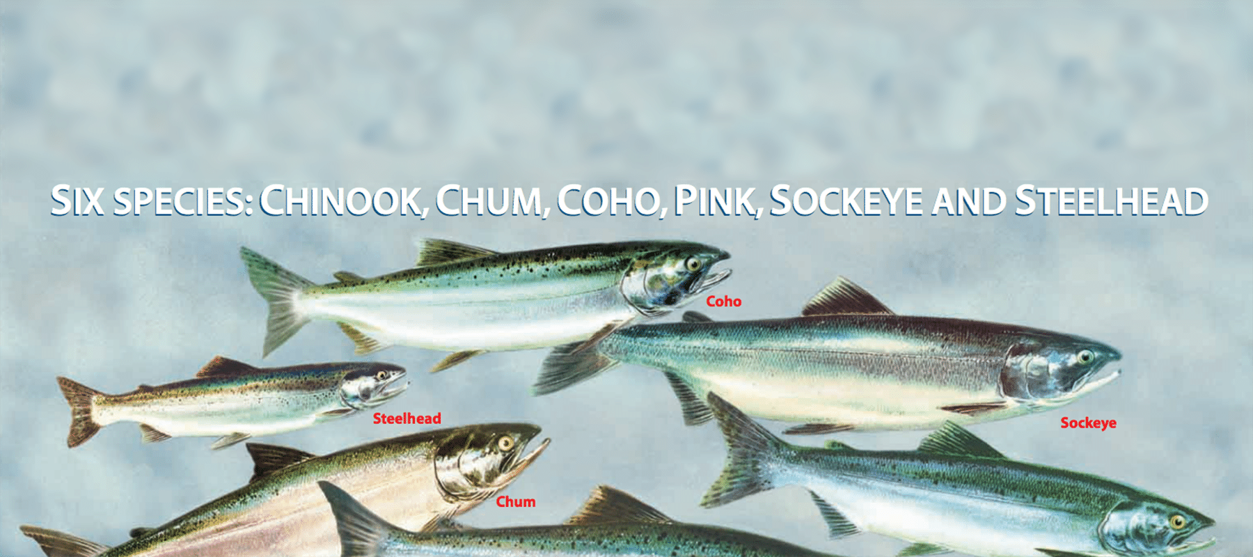 Pacific Salmon Life Cycle
